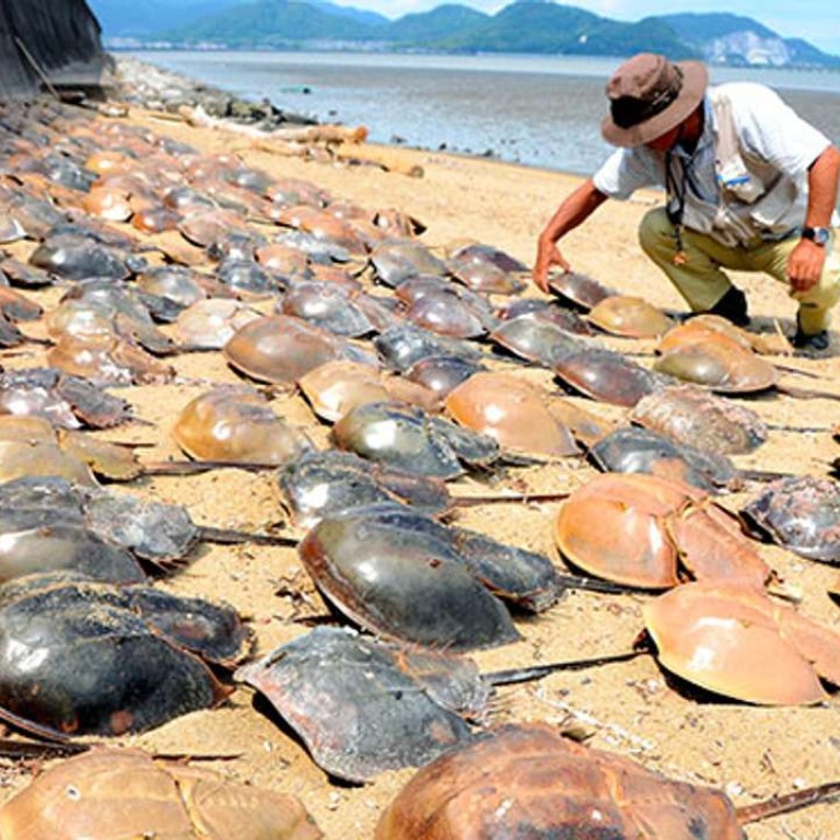 Why Are All These Crabs Mysteriously Dying In Japan South China Morning Post