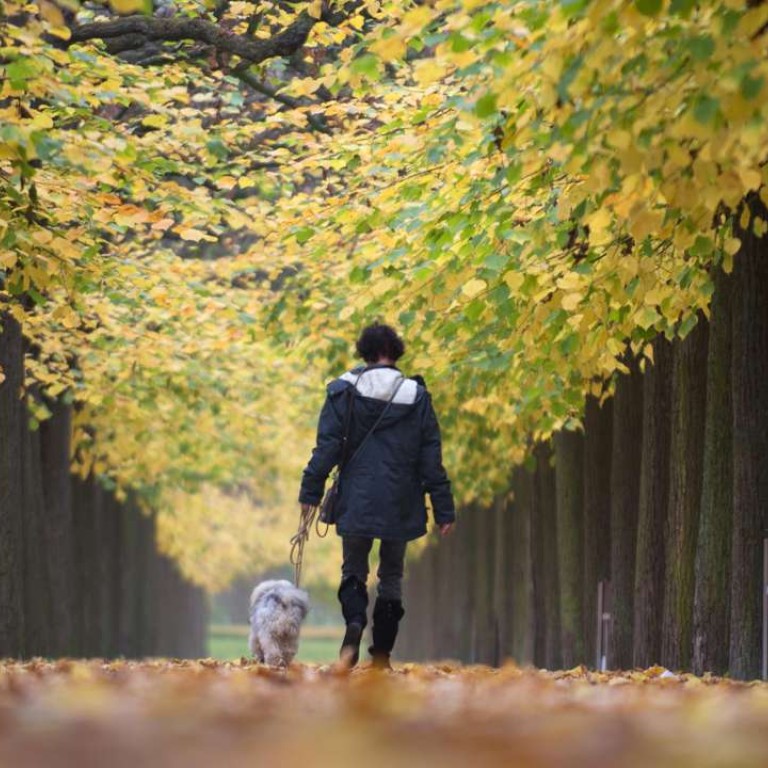 Why owning a dog in Hong Kong is still harder than in many