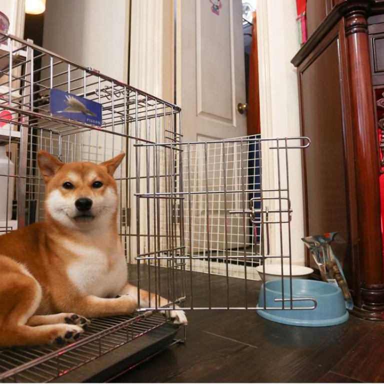 owning a dog in an apartment