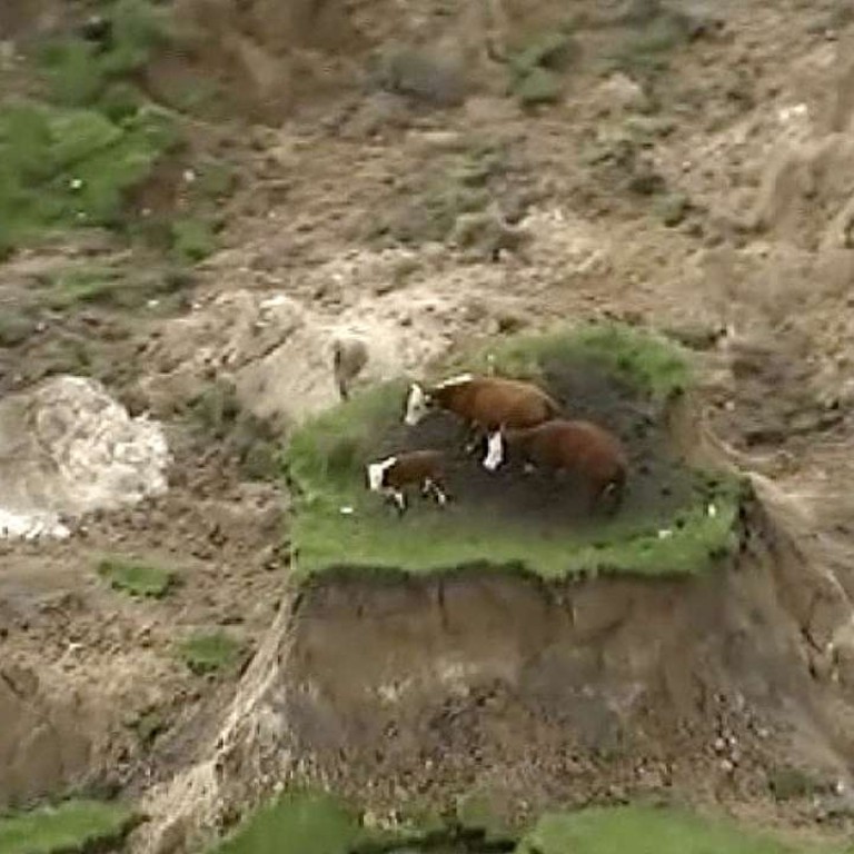 Three cows rescued after being stranded on ‘island’ created by New ...