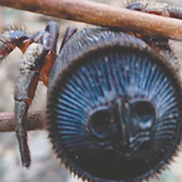 Chinese Villager Finds Cultural Seal That Turns Out To Be