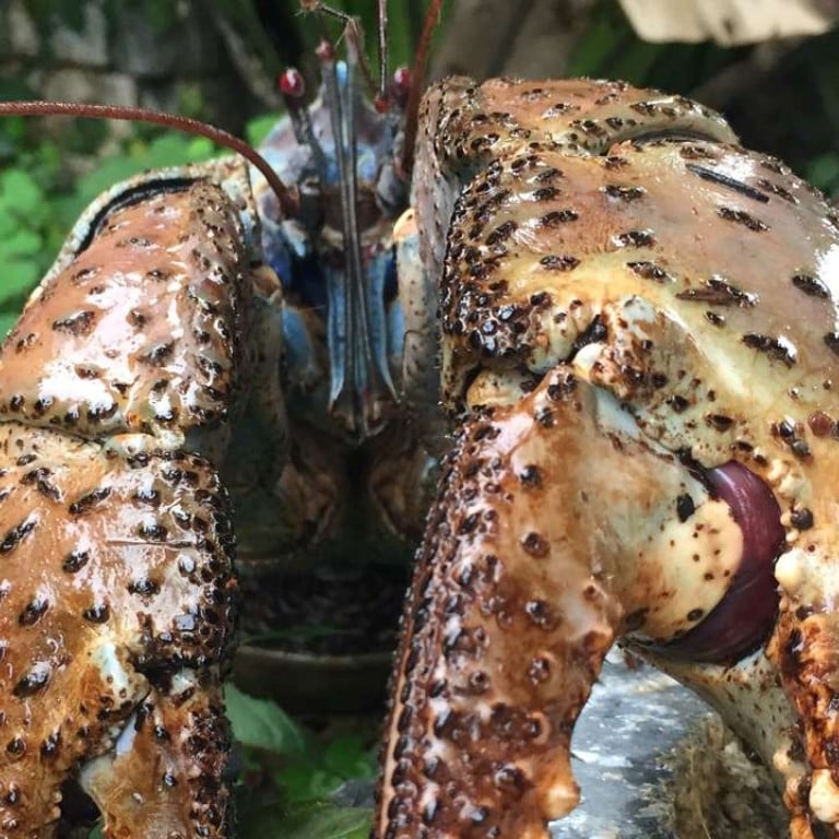 Clawed almighty coconut crab’s pincers are outrageously powerful