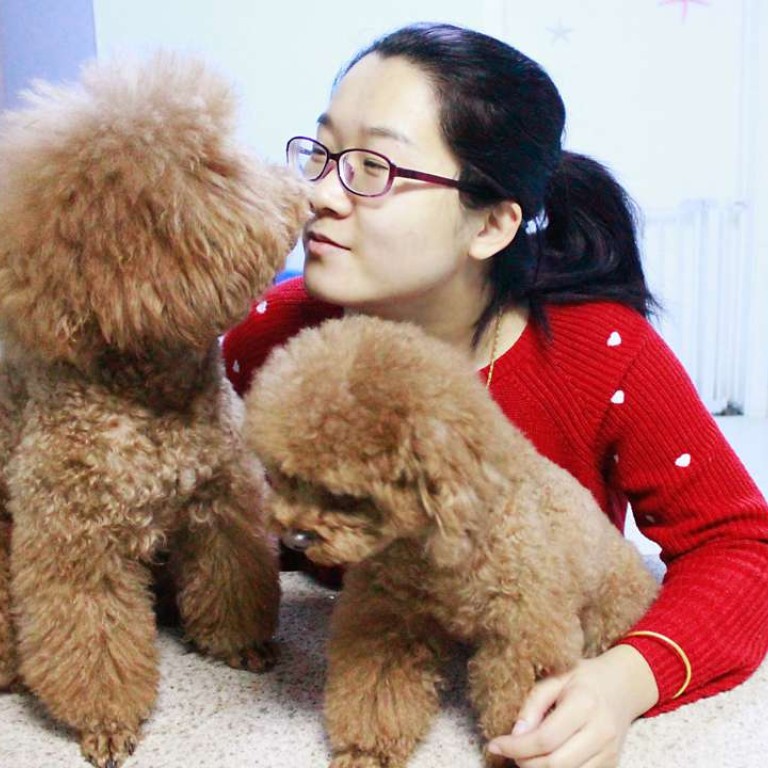 teddy bear dog care