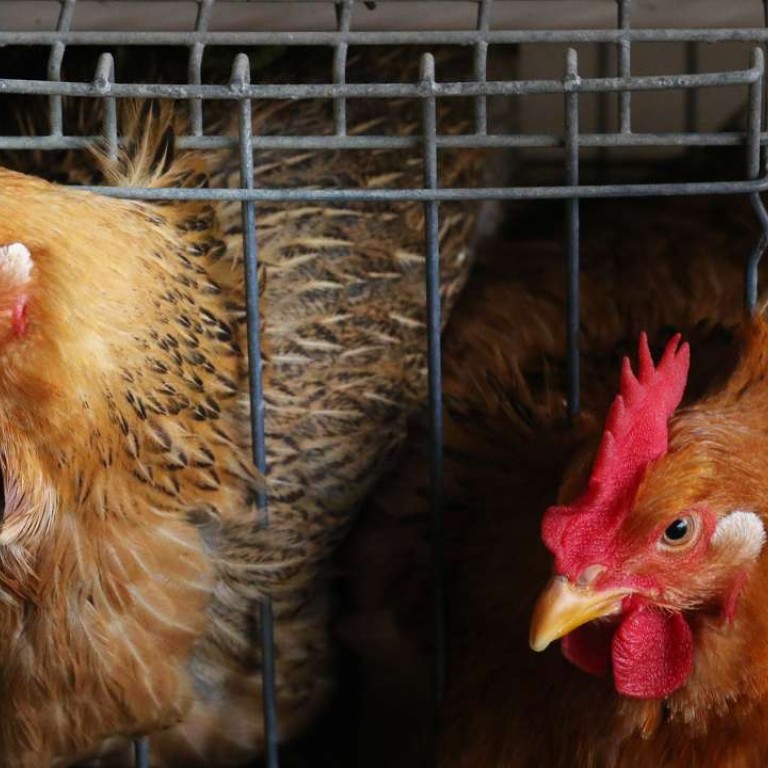 China’s Year of the Rooster to see a serious chicken meat shortage