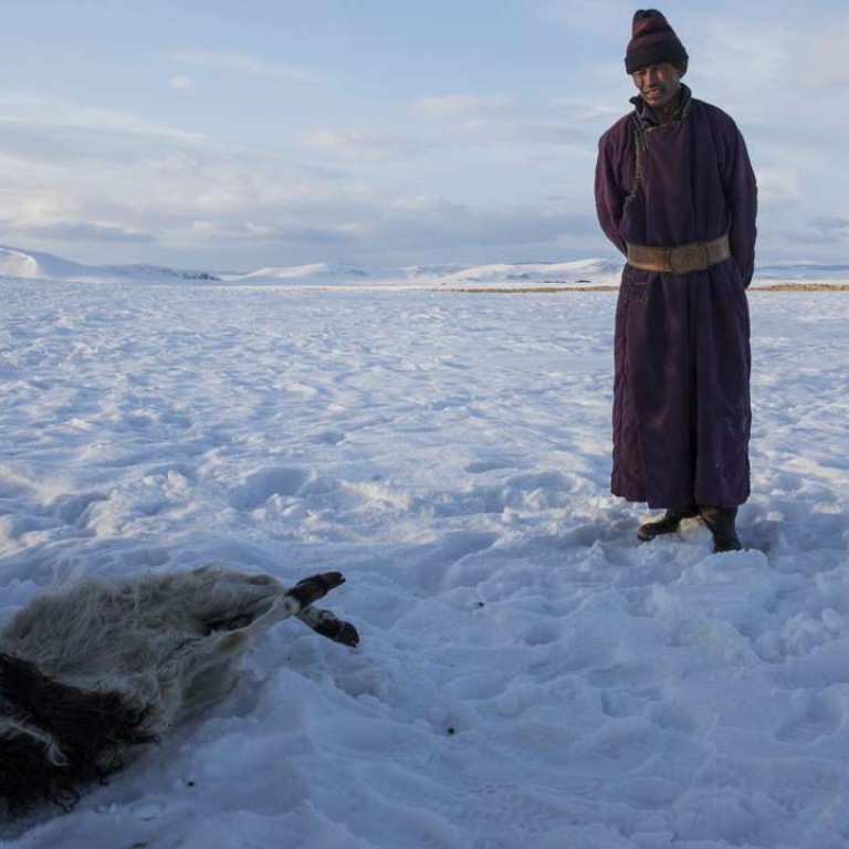 Deadly Winters Climate Change Spell Doom For Mongolian Herders
