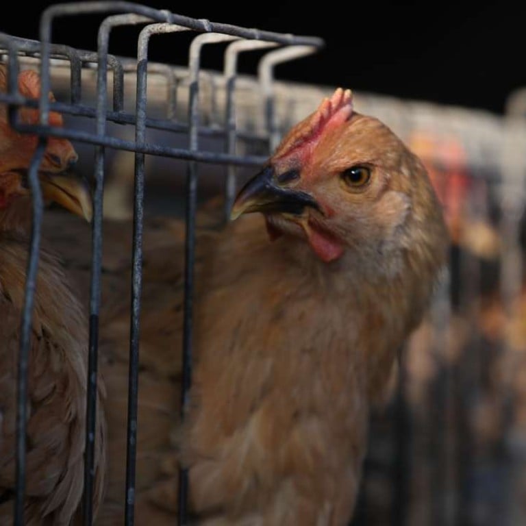 Chicken Farm Near Me For Sale See More...