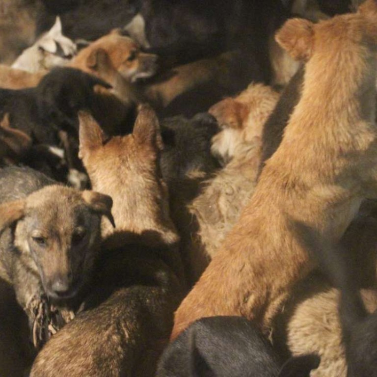 Pets Not Food Taiwan To Ban Eating Selling Of Dog And Cat Meat