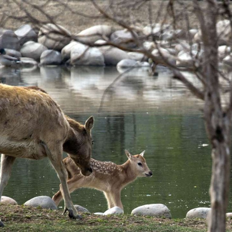 How deer of China’s emperors was brought back from the dead South