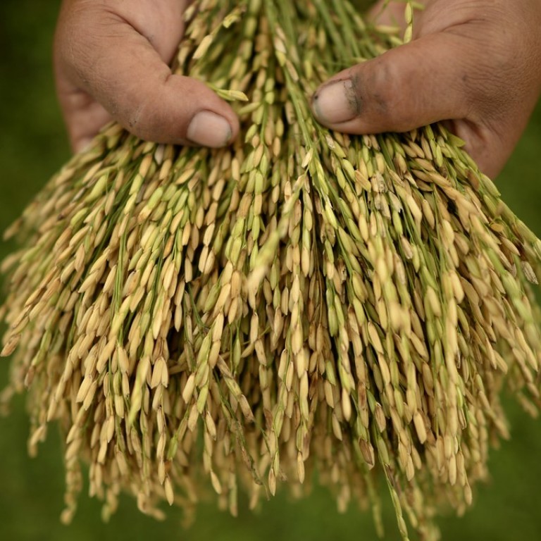 Philippines’ 300 heirloom rice varieties and their Hong Kong fans eager