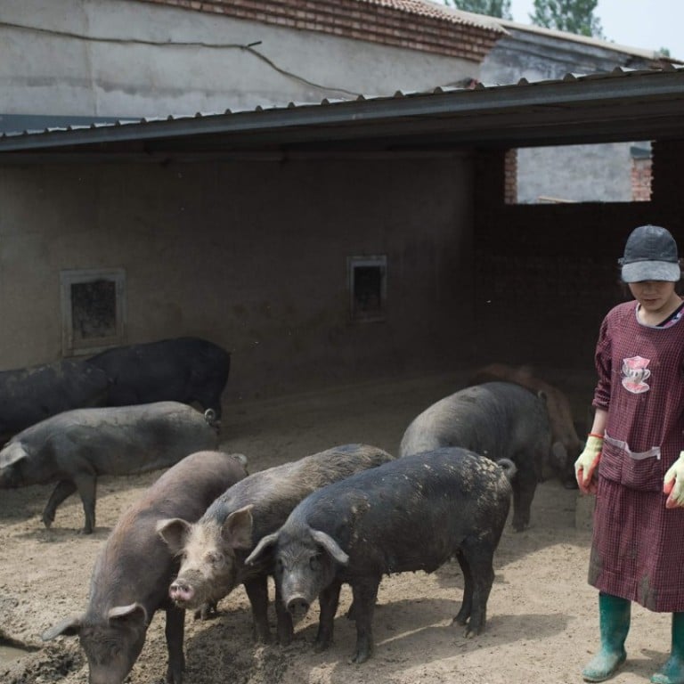 China S Backyard Pig Farmers Squeezed As Sector Scales Up