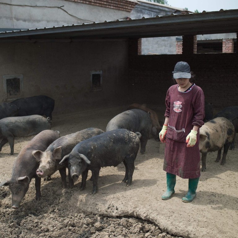 China S Backyard Pig Farmers Squeezed As Sector Scales Up