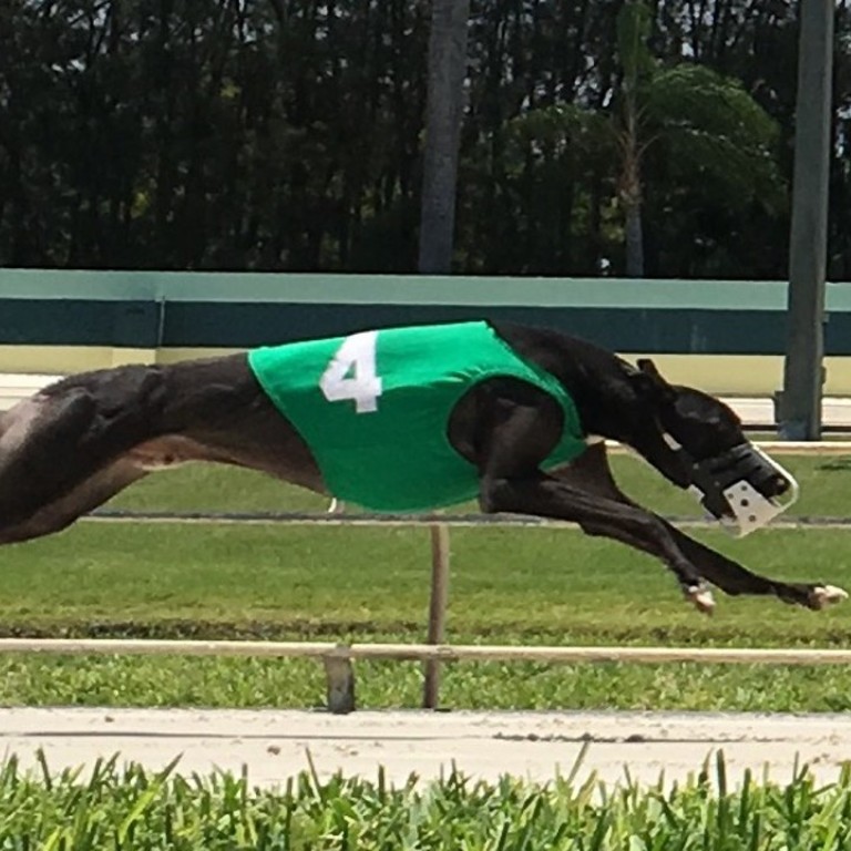 On the rails Florida racing greyhounds test positive for cocaine