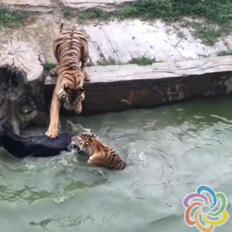 China S Terrible Zoos And Why They Re Still Thriving South China Morning Post