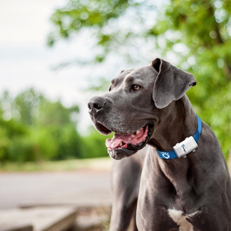 tractive dog collar