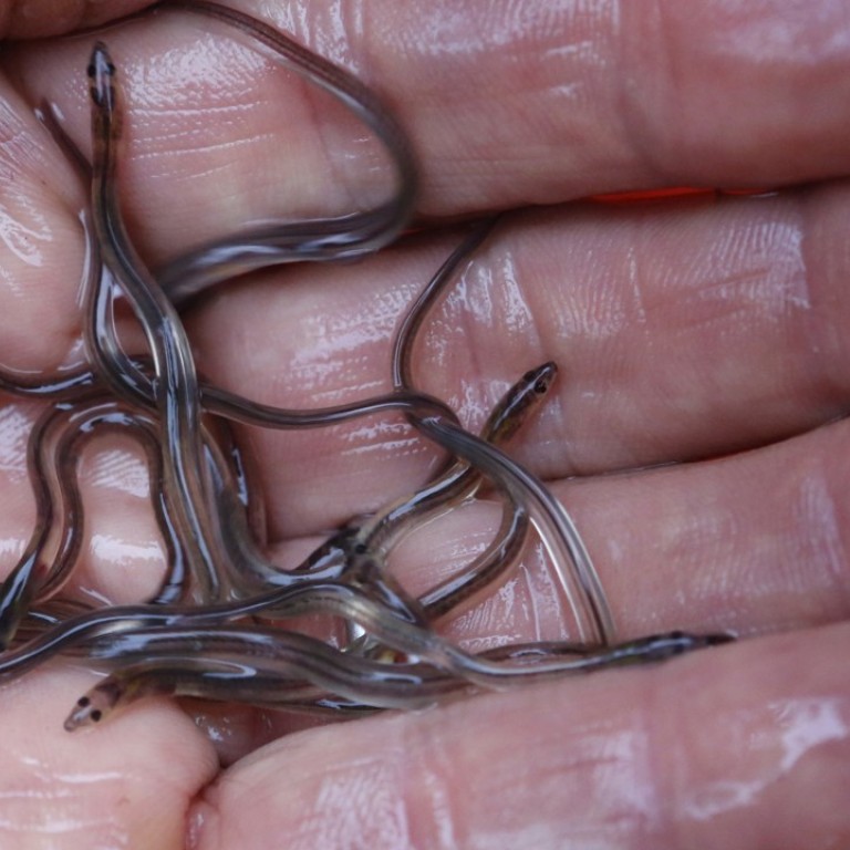 US launches crackdown on poaching of American baby eels that are in