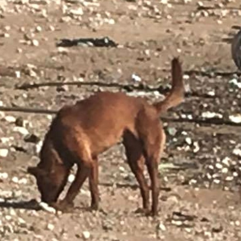 Dog Owners Warned To Beware Of Spilled Palm Oil Washing Up On Hong Kong Beaches South China Morning Post
