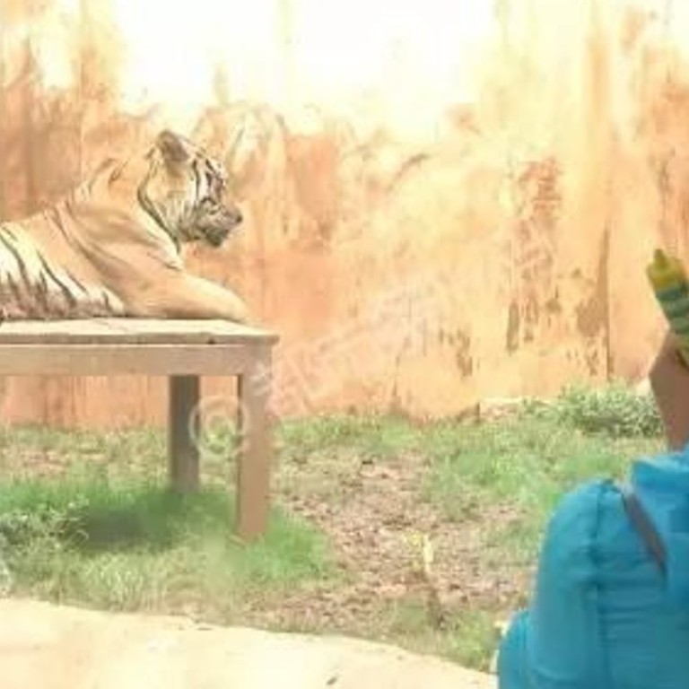 Siberian Tiger Killed In Fight To The Death With Big Cat Pal At