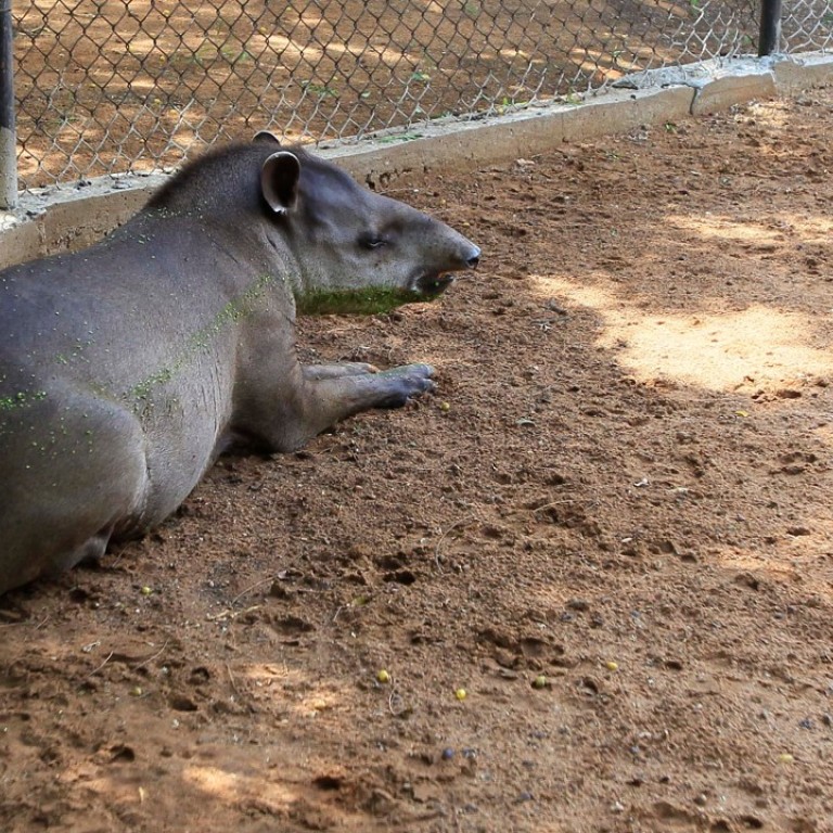 Venezuela police think hungry thieves ate exotic zoo animals South