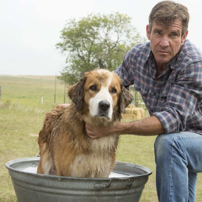 Film Review A Dog S Purpose Canine Soul Poses Existential Questions In Saccharine And Predictable Tale South China Morning Post