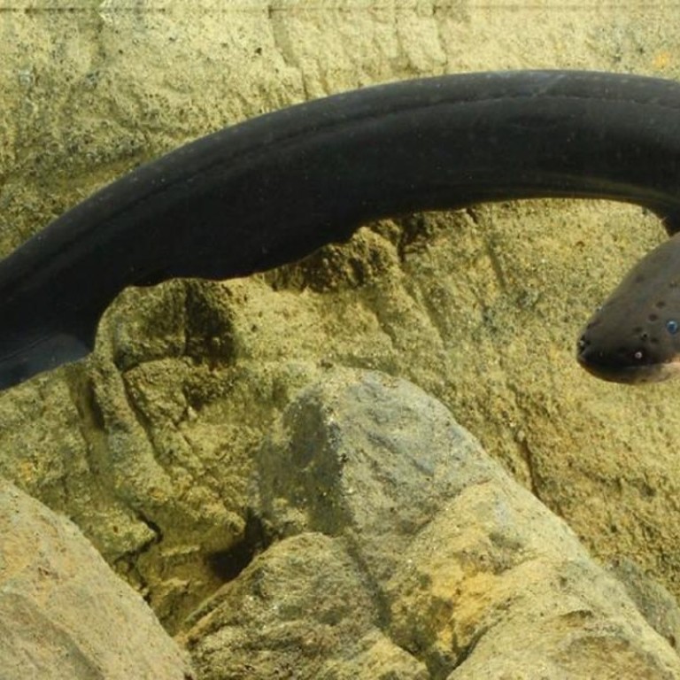 ‘It wasn’t crazy’: biologist takes electric eel shocks in the name of
