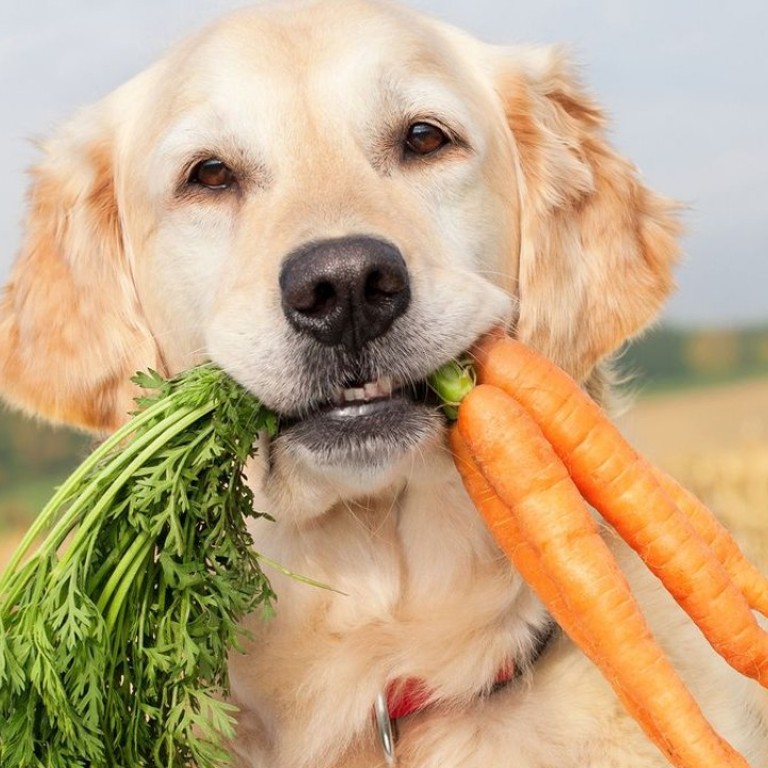 Even Dogs Are Eating Quinoa Now South China Morning Post