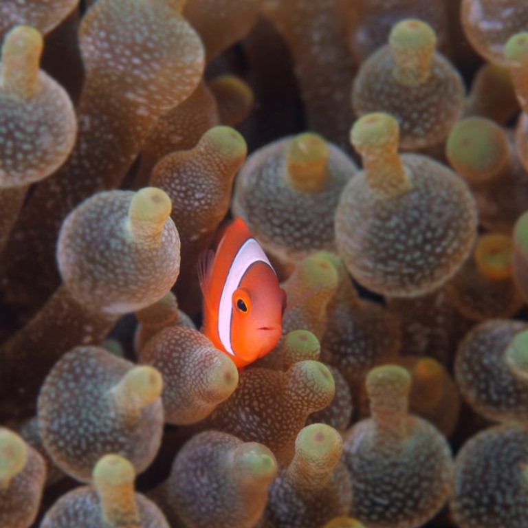 Finding Nemo May Become Even Harder Warming Waters Put Colourful