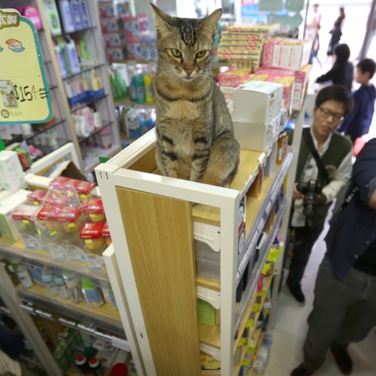 cat pharmacy