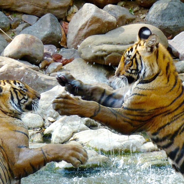 Tiger Safaris In India What You Need To Know About Seeing The