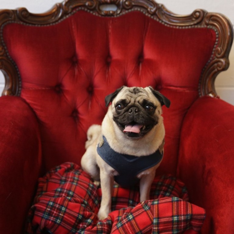 Pugs In Pubs Snub Nosed Dog Breed Makes Fashion Statement In