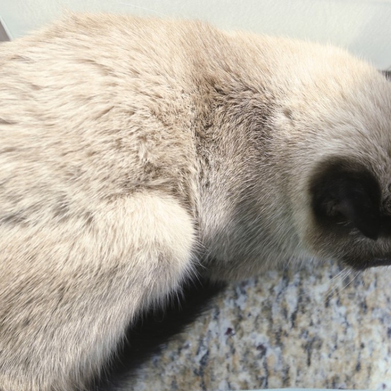 Should Hongkongers With Their Tiny Flats Own Cats Seven Tips For