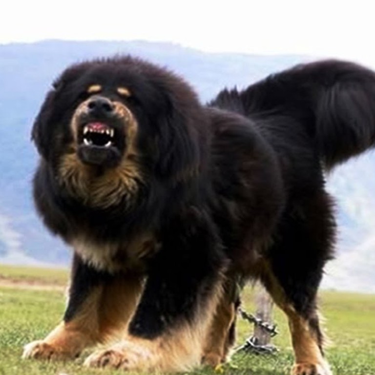 chinese tibetan dog