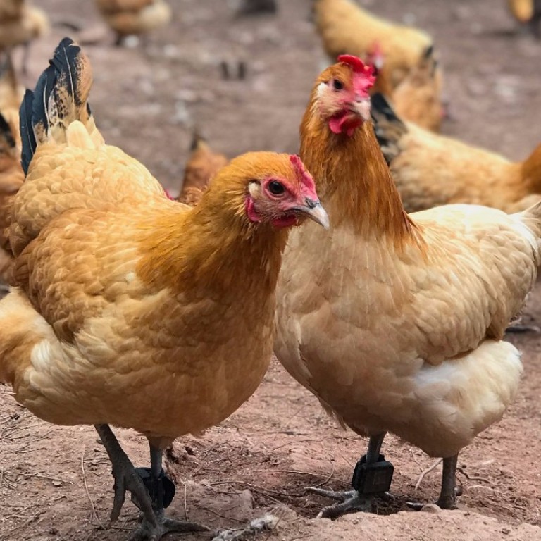 using blockchain technology to monitor chickens