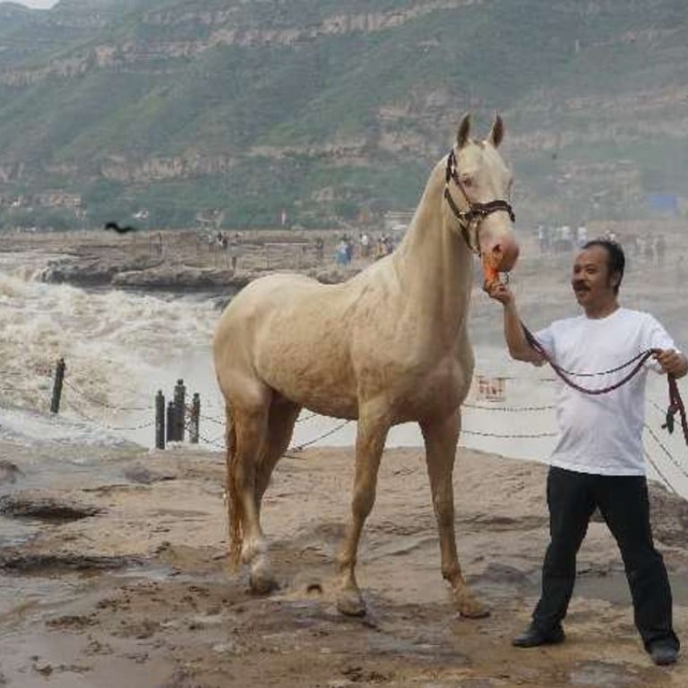 What An Ancient Horse Breed Tells Us About The Chinese Dream South China Morning Post