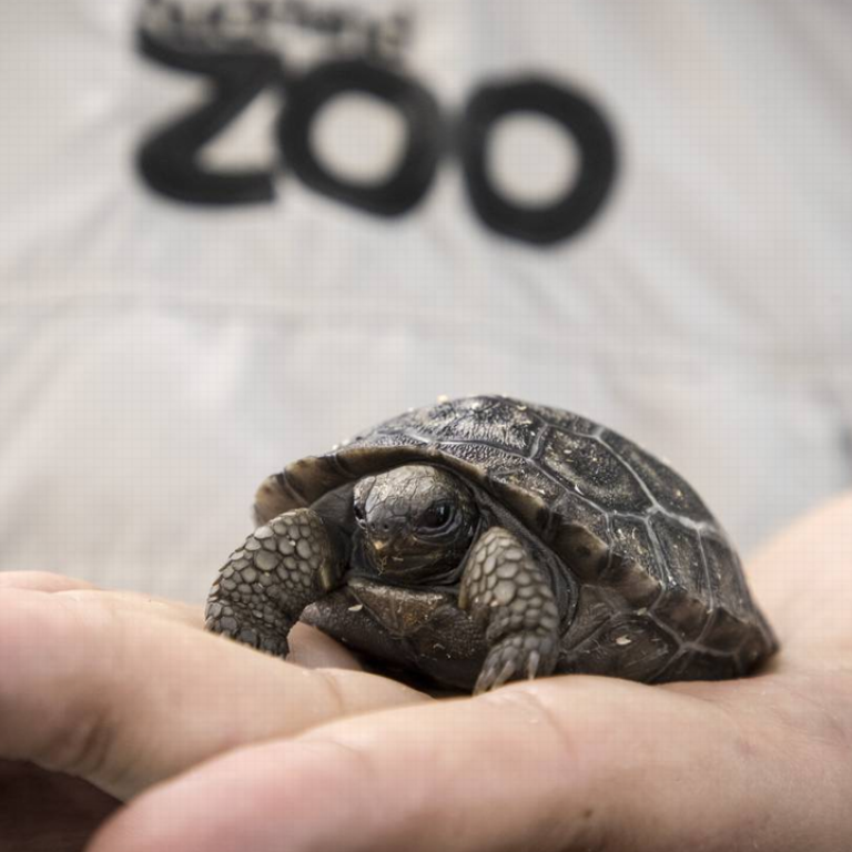New Zealand S Auckland Zoo Welcomes First Ever Galapagos Tortoise
