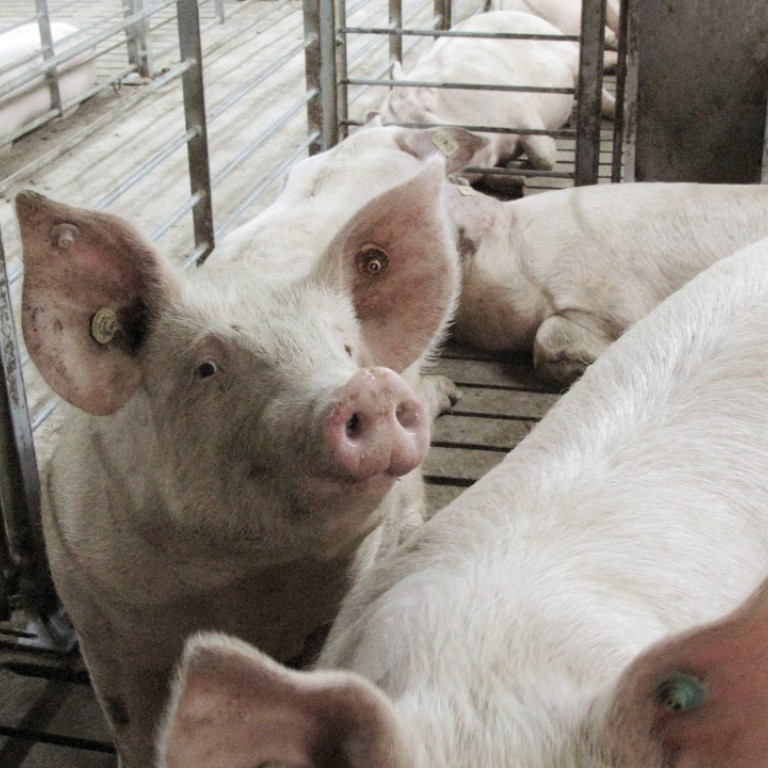 Inside The Hi Tech Megafarms Transforming China S Pork Production