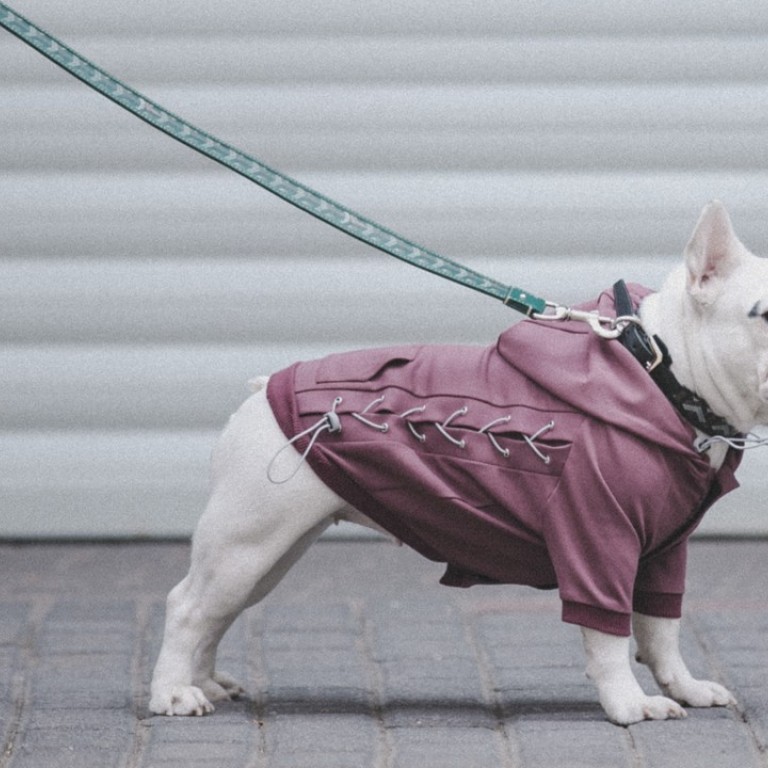 In China Demand Growing For Luxury Pet Hotels Dog Spas And Pet Massages As Discerning Middle Class Spoil Furry Friends South China Morning Post