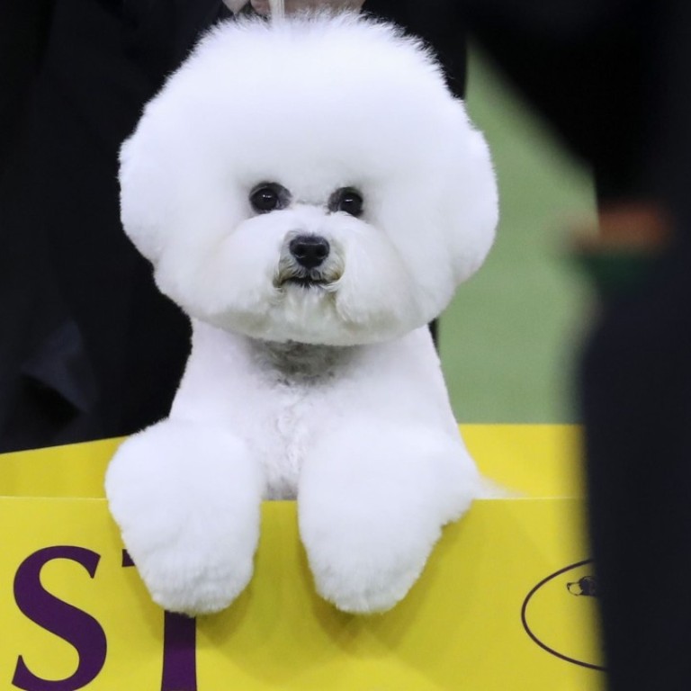 At Westminster Show Fluff Ball Flynn The Bichon Frise Becomes