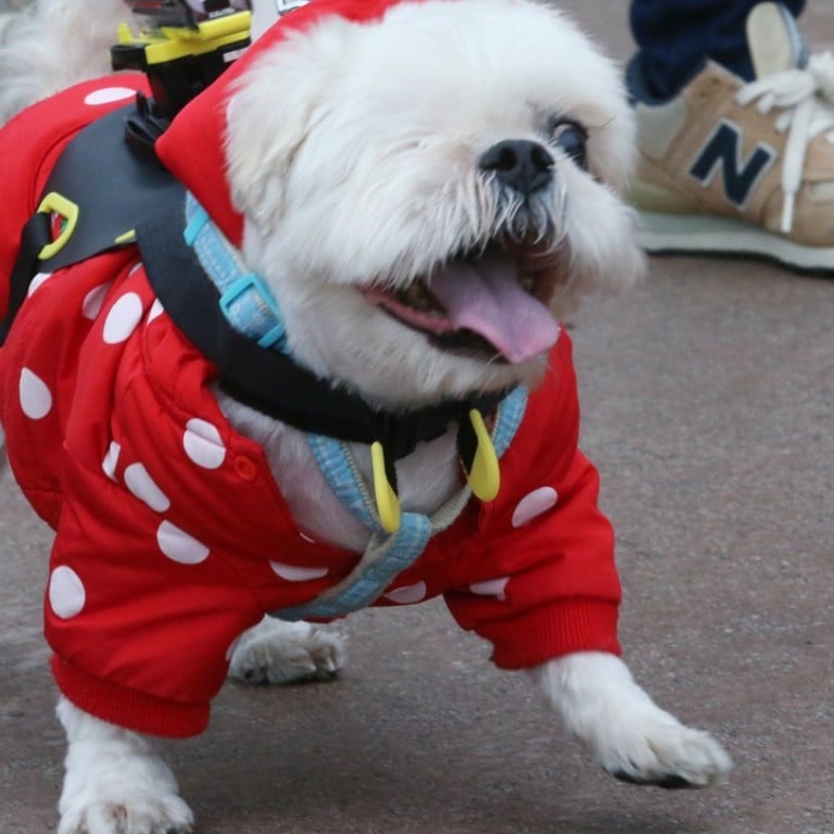 Do Hong Kong dogs really need boots, jumpers, strollers? Vets give their opinion on accessories