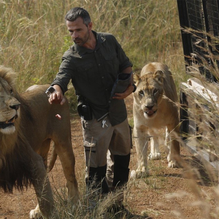 South Africa S Lion Whisperer Kevin Richardson Was Taking Big
