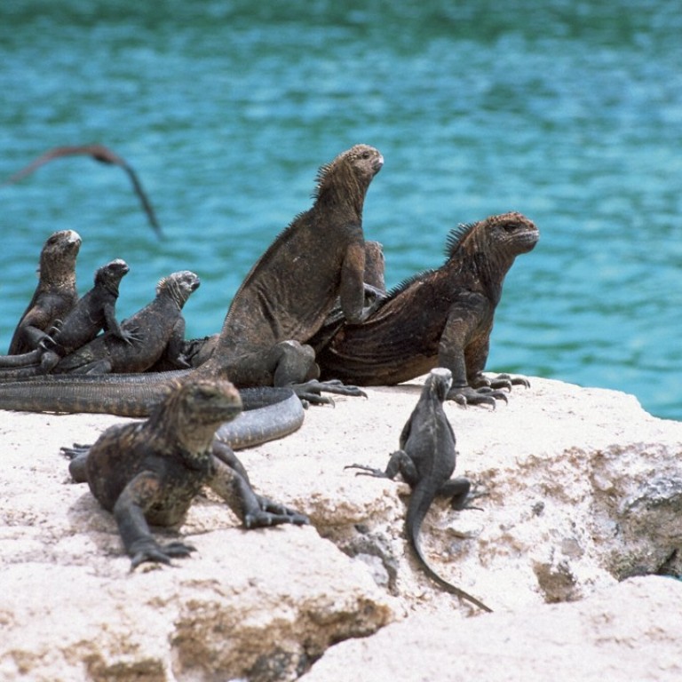 They Must Be Destroyed Tackling Florida S Iguana Invasion Head On South China Morning Post