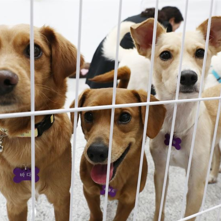 ‘Dog paparazzi’ rule delayed indefinitely in South Korea South China