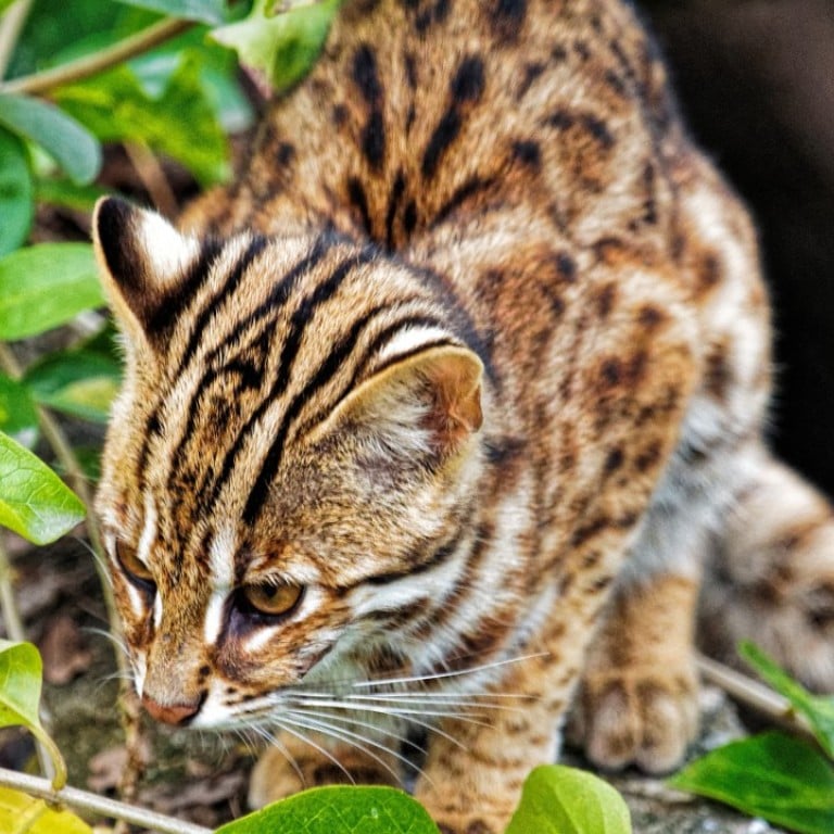 Wild Boar Civet Cats Barking Deer Hong Kong Wild Animals And
