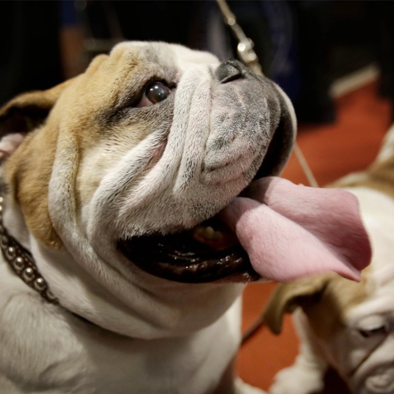 Dogs see the world very differently from human beings Dogs see the world very differently from human beings