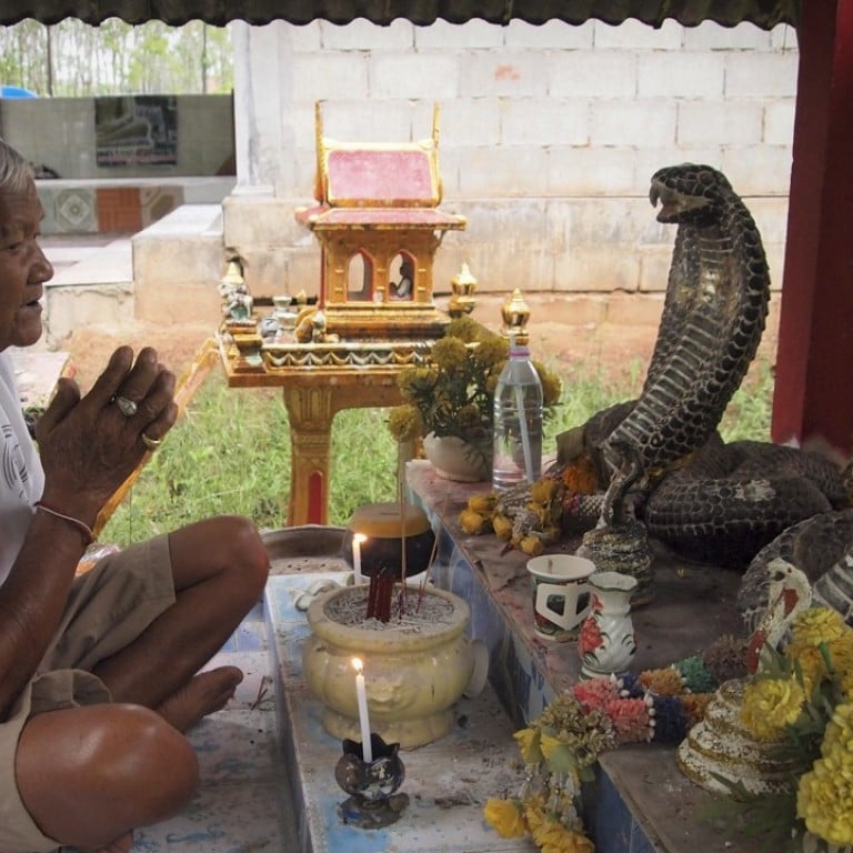 King Cobras In Thailand Why Some Villagers Worship The Snake And