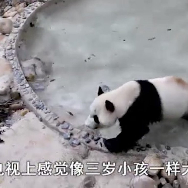 Dancing China Panda Is Actually In Distress Say Experts