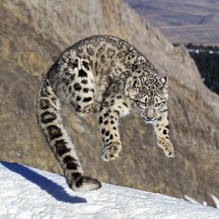 asian snow leopard cat