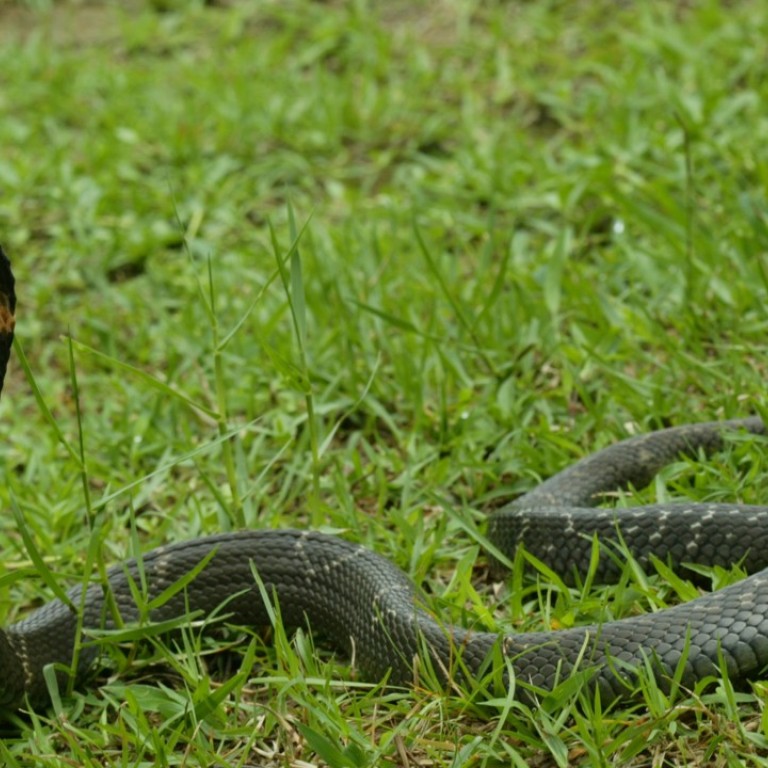 Venomous Creatures In Hong Kong From Jellyfish To Hornets To Centipedes Beware Some Can Kill South China Morning Post