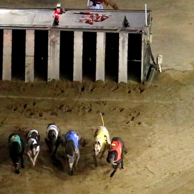 Race to save 650 Macau dogs ‘at risk of being sold for their blood ...