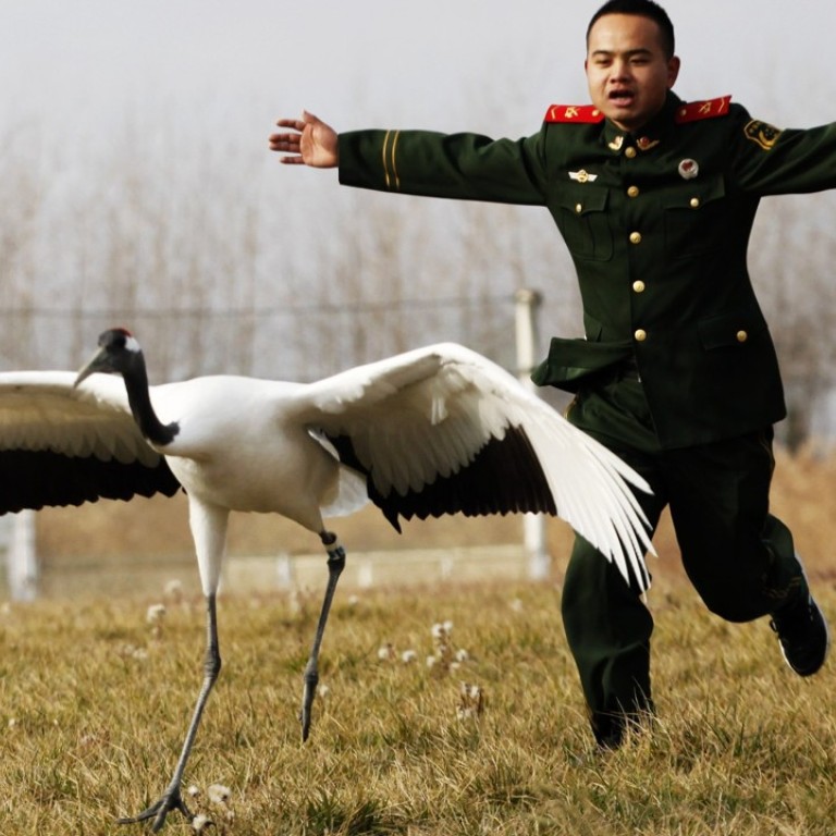 Cranes Inspired Bruce Lee S Kung Fu Can They Stretch To China S