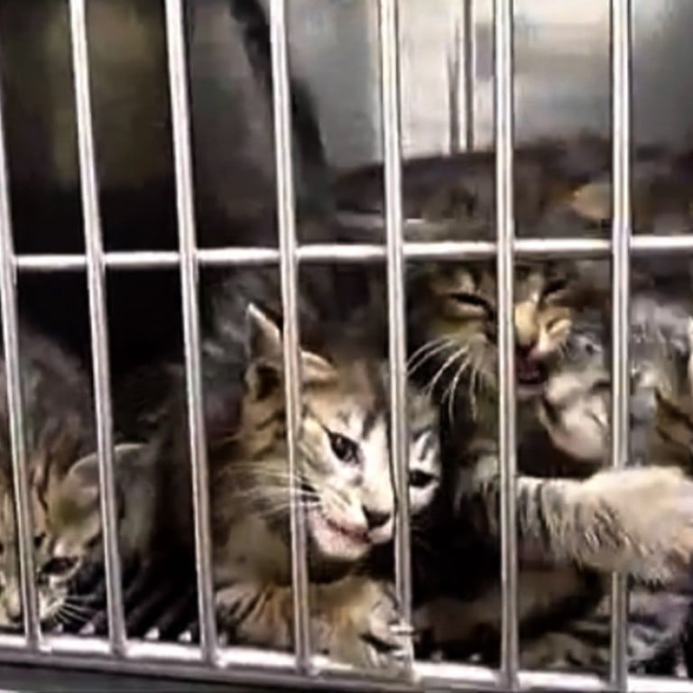 Why are Japanese torturing cats and posting the videos online? South